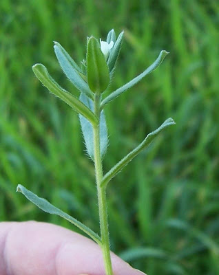 Buglossoides arvensis,
aljofareira,
corn gromwell,
corn-gromwell,
Erba-perla minore,
field gromwell,
pigeonweed Buglossoides arvensis,
aljofareira,
corn gromwell,
corn-gromwell,
Erba-perla minore,
field gromwell,
pigeonweed