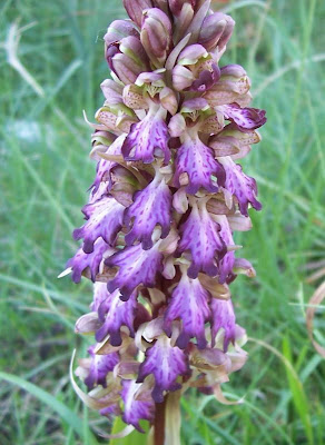 Barlia robertiana,
Barlia,
Giant Orchid