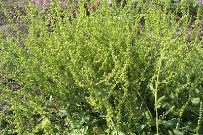 Beta maritima