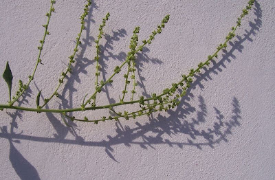 Beta maritima