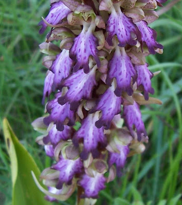Barlia robertiana,
Barlia,
Giant Orchid