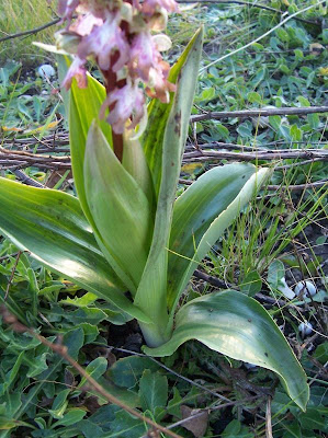 Barlia robertiana,
Barlia,
Giant Orchid