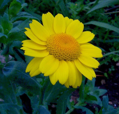 Saatwucherblume