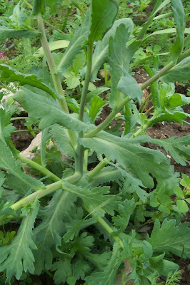 Saatwucherblume