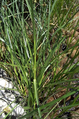 Bolboschoenus maritimus (L.) Palla