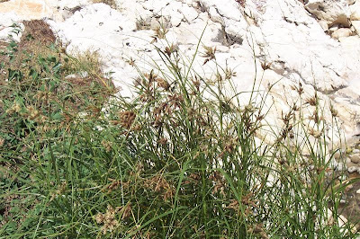 Bolboschoenus maritimus (L.) Palla