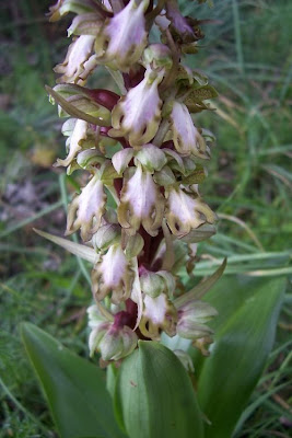 Barlia robertiana,
Barlia,
Giant Orchid