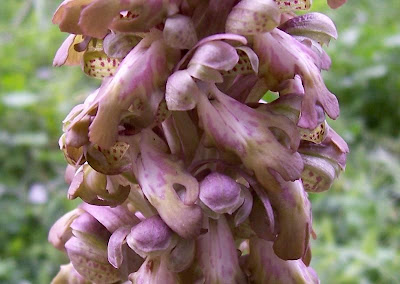 Barlia robertiana,
Barlia,
Giant Orchid