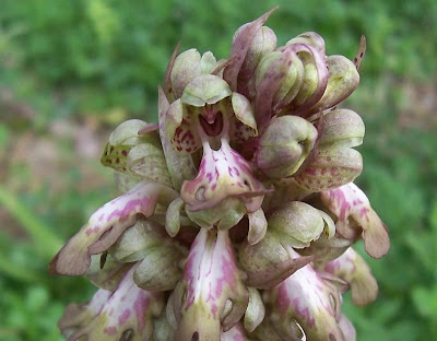 Barlia robertiana,
Barlia,
Giant Orchid