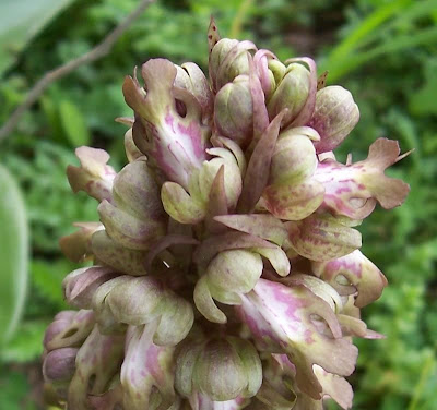 Barlia robertiana,
Barlia,
Giant Orchid