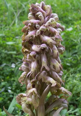 Barlia robertiana,
Barlia,
Giant Orchid