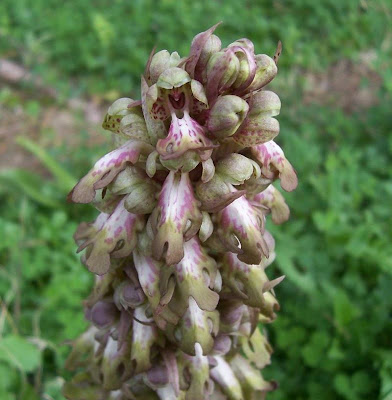 Barlia robertiana,
Barlia,
Giant Orchid