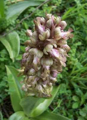 Barlia robertiana,
Barlia,
Giant Orchid