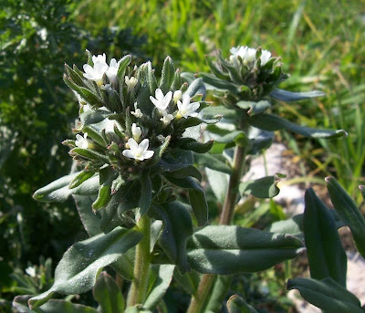 Buglossoides arvensis,
aljofareira,
corn gromwell,
corn-gromwell,
Erba-perla minore,
field gromwell,
pigeonweed Buglossoides arvensis,
aljofareira,
corn gromwell,
corn-gromwell,
Erba-perla minore,
field gromwell,
pigeonweed