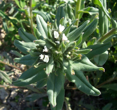 Buglossoides arvensis,
aljofareira,
corn gromwell,
corn-gromwell,
Erba-perla minore,
field gromwell,
pigeonweed Buglossoides arvensis,
aljofareira,
corn gromwell,
corn-gromwell,
Erba-perla minore,
field gromwell,
pigeonweed