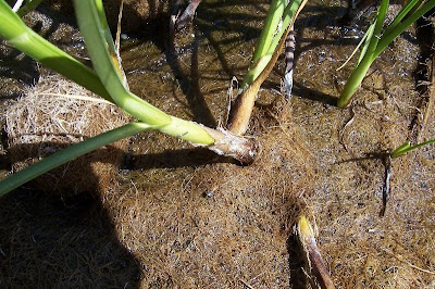 Bolboschoenus maritimus (L.) Palla