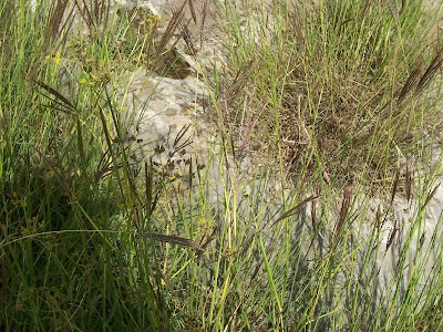 Barboncino digitato Barboncino digitato