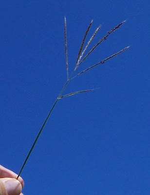 Yellow bluestem