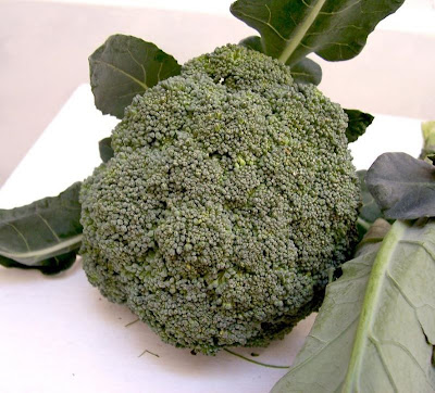 Brassica oleracea var. botrytis,
Blumenkohl,
broccoli,
cauliflower,
cavolfiore,
chou brocoli,
chou-fleur,
coliflor,
couve-flor,
hua ye cai Brassica oleracea var. botrytis,
Blumenkohl,
broccoli,
cauliflower,
cavolfiore,
chou brocoli,
chou-fleur,
coliflor,
couve-flor,
hua ye cai
