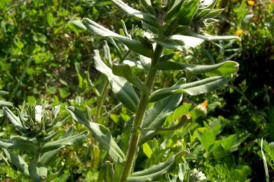 Buglossoides arvensis,
aljofareira,
corn gromwell,
corn-gromwell,
Erba-perla minore,
field gromwell,
pigeonweed Buglossoides arvensis,
aljofareira,
corn gromwell,
corn-gromwell,
Erba-perla minore,
field gromwell,
pigeonweed