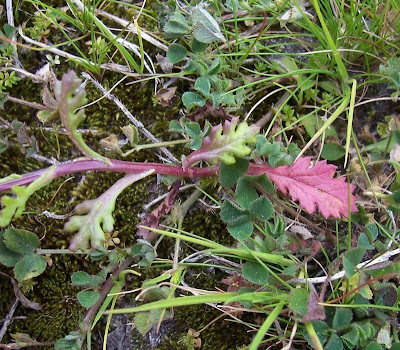 Coastal Ragwort Coastal Ragwort