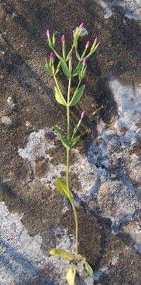 Branched centaury Branched centaury