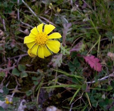Coastal Ragwort Coastal Ragwort