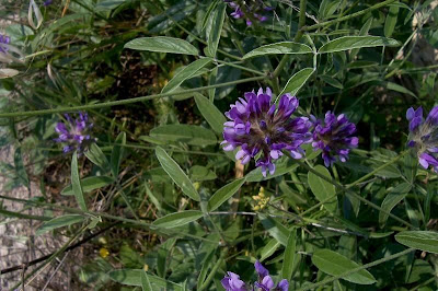 Arabian scurf-pea Arabian scurf-pea