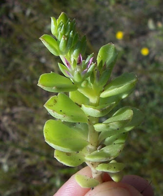 Borracina spinosa Borracina spinosa