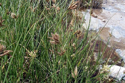 Bolboschoenus maritimus (L.) Palla