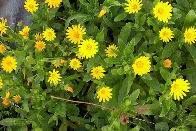 Calendula arvensis,
Acker-Ringelblume,
erva-vaqueira,
field marigold,
field-marigold,
Fiorrancio selvatico,
maravilla del campo,
souci des champs Calendula arvensis,
Acker-Ringelblume,
erva-vaqueira,
field marigold,
field-marigold,
Fiorrancio selvatico,
maravilla del campo,
souci des champs