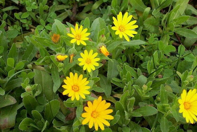 Calendula arvensis,
Acker-Ringelblume,
erva-vaqueira,
field marigold,
field-marigold,
Fiorrancio selvatico,
maravilla del campo,
souci des champs Calendula arvensis,
Acker-Ringelblume,
erva-vaqueira,
field marigold,
field-marigold,
Fiorrancio selvatico,
maravilla del campo,
souci des champs