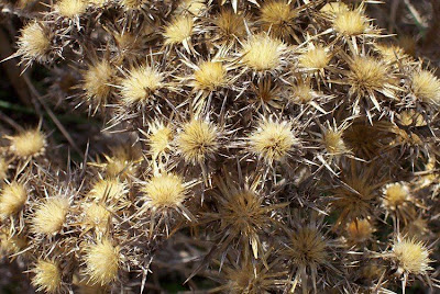 Clustered Carline Thistle