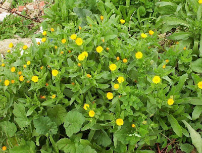 Calendula arvensis,
Acker-Ringelblume,
erva-vaqueira,
field marigold,
field-marigold,
Fiorrancio selvatico,
maravilla del campo,
souci des champs Calendula arvensis,
Acker-Ringelblume,
erva-vaqueira,
field marigold,
field-marigold,
Fiorrancio selvatico,
maravilla del campo,
souci des champs