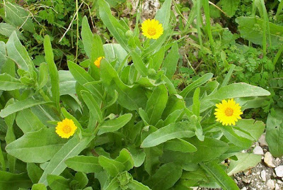 Calendula arvensis,
Acker-Ringelblume,
erva-vaqueira,
field marigold,
field-marigold,
Fiorrancio selvatico,
maravilla del campo,
souci des champs Calendula arvensis,
Acker-Ringelblume,
erva-vaqueira,
field marigold,
field-marigold,
Fiorrancio selvatico,
maravilla del campo,
souci des champs