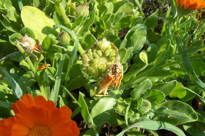 Calendula officinalis,
calendula,
Fiorrancio coltivato,
marigold,
pot marigold,
pot-marigold,
ruddles,
Scotch Marigold,
Scotch-marigold,
Scottish-marigold Calendula officinalis,
calendula,
Fiorrancio coltivato,
marigold,
pot marigold,
pot-marigold,
ruddles,
Scotch Marigold,
Scotch-marigold,
Scottish-marigold