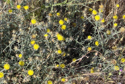 Centaurea nizzarda Centaurea nizzarda