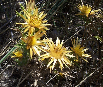 Clustered Carline Thistle