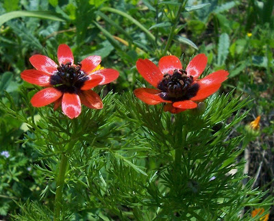 Adonis microcarpa,
Adonide a frutto piccolo,
pheasant's-eye,
red-chamomile,
Small Pheasant's Eye,
small-fruit pheasant's-eye