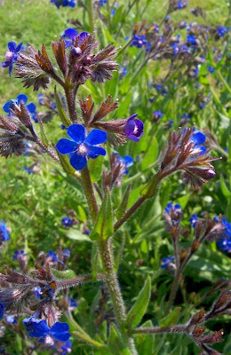 Garden anchusa