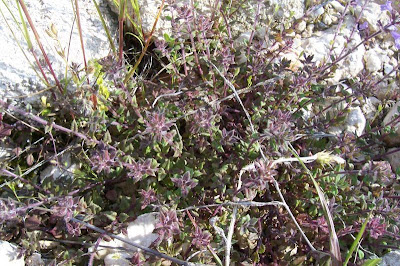 Acinos suaveolens (S. et Sm.) G. Don