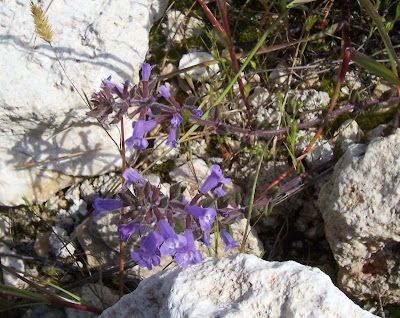 Acinos suaveolens (S. et Sm.) G. Don