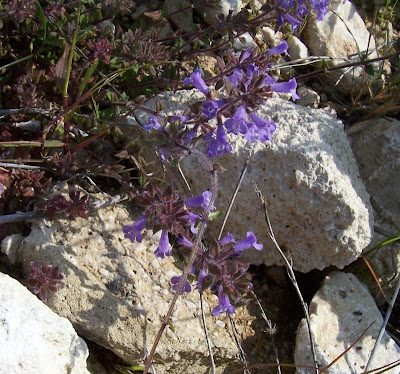 Acinos suaveolens (S. et Sm.) G. Don