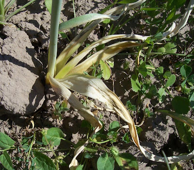 Broadleaf garlic Broadleaf garlic