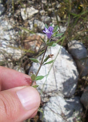 Acinos suaveolens (S. et Sm.) G. Don