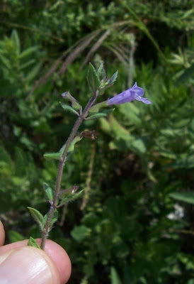 Acinos suaveolens (S. et Sm.) G. Don