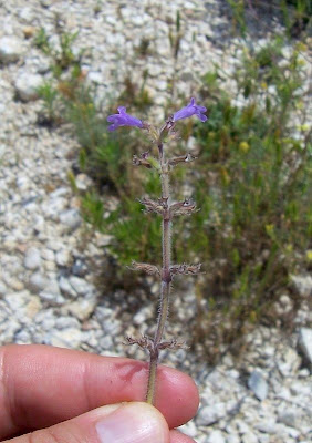 Acinos suaveolens (S. et Sm.) G. Don
