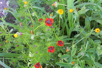Adonis annua,
Adonide annua,
blooddrops,
Fior d'Adone,
Pheasant's Eye,
pheasant's-eye