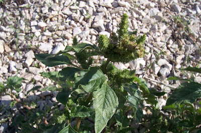 Amaranthus retroflexus L.