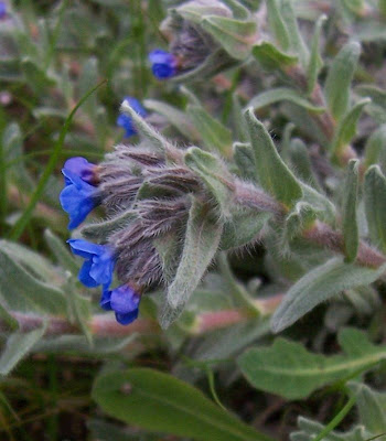 Dyer's bugloss